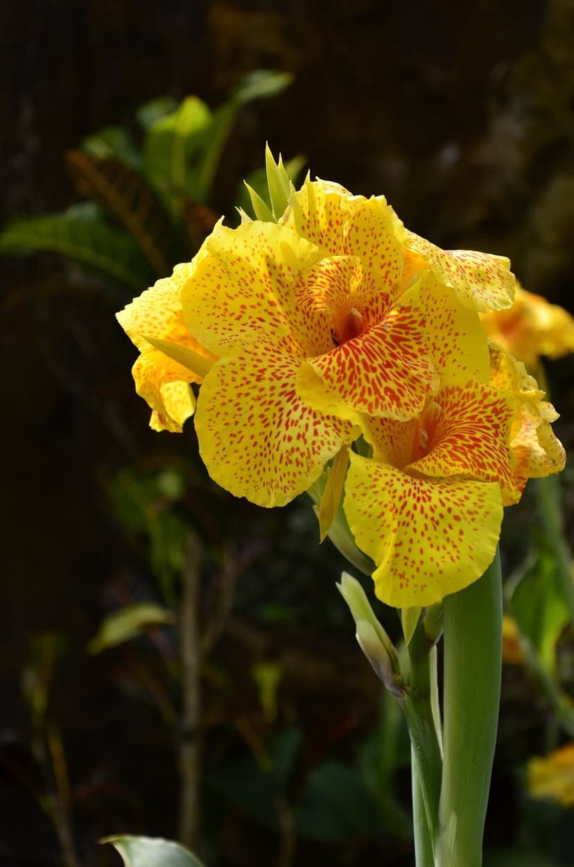 Yellow Canna Lily flower with red speckles on its petals illuminated by sunlight against a dark green background.