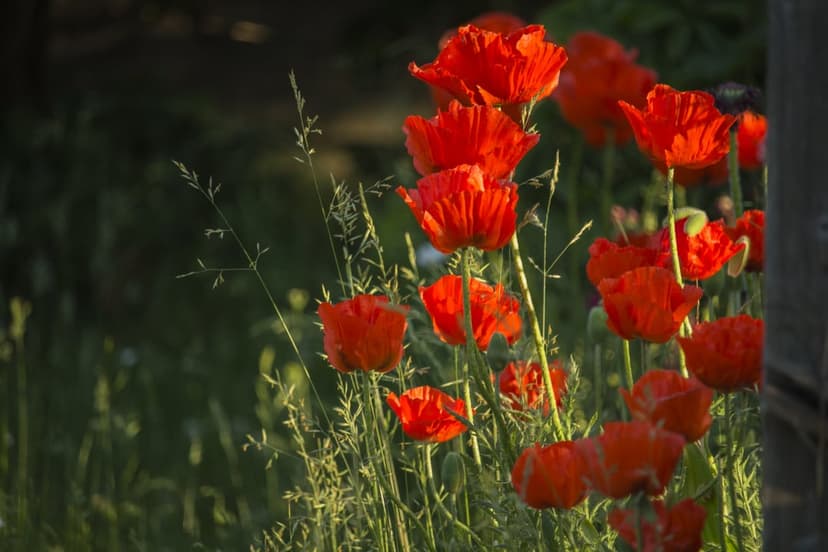 Red poppy flowers with translucent petals glow in warm sunlight against a dark, blurred meadow background.