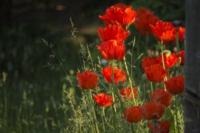 Scarlet Poppy Blooms Glowing in Golden Hour Sunlight