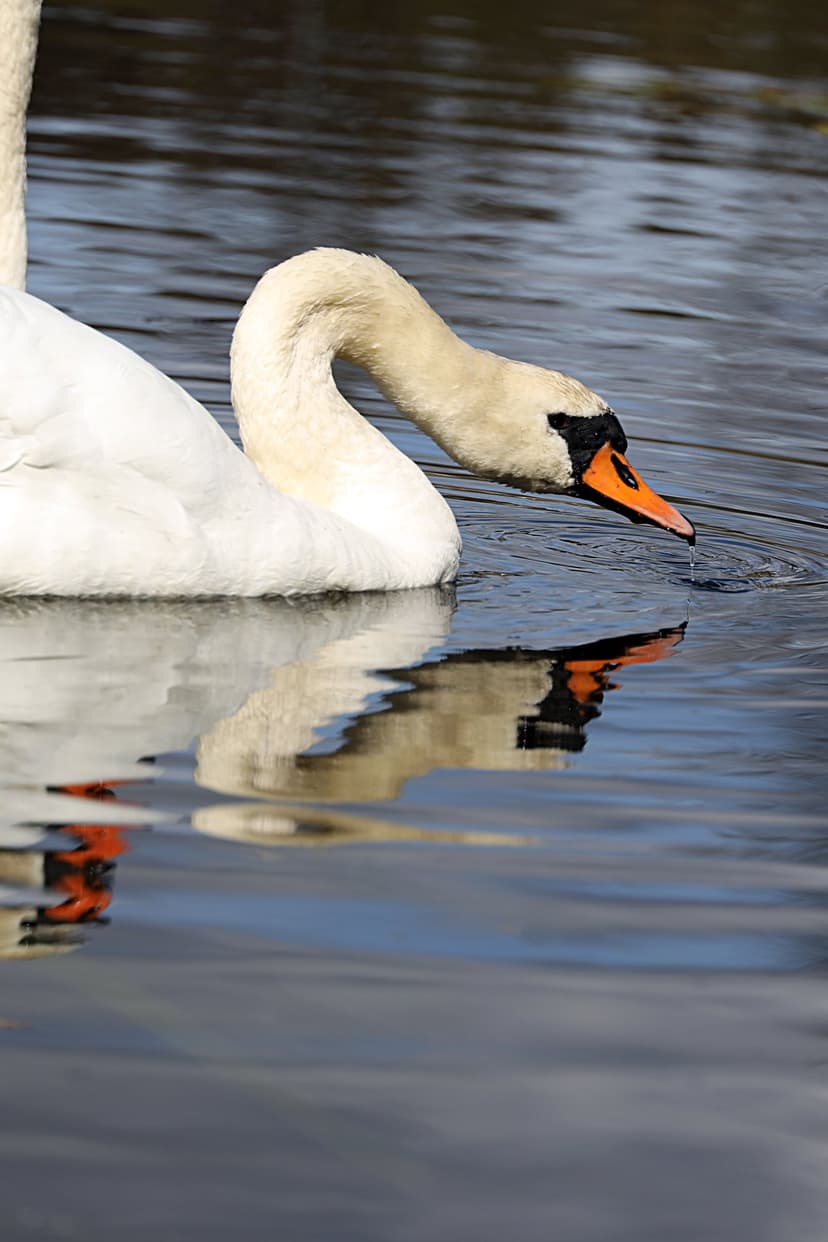 White swan with an orange beak drinks from a calm lake, creating ripples and a clear reflection on the water.