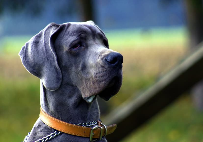 Blue Great Dane dog wearing a leather collar looks sideways against a blurred green and wooden fence background.