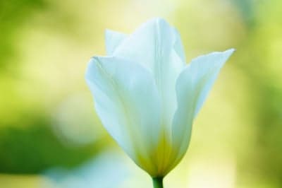 White Tulip Blossom Soft Bokeh Mobile Phone Wallpaper