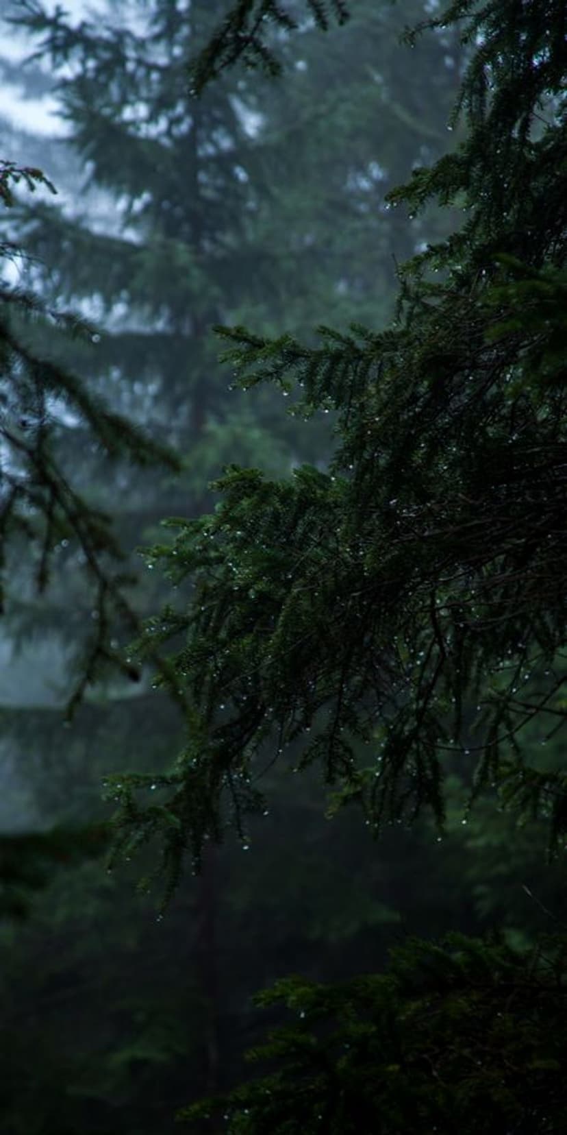 Pine needles covered in tiny water droplets against a blurred dark green forest background in a macro close-up.