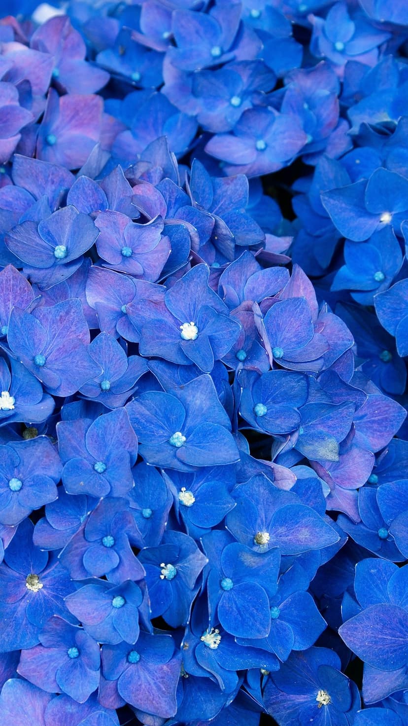 Blue and purple hydrangea petals clustered tightly with visible veins and tiny florets in a macro close-up.