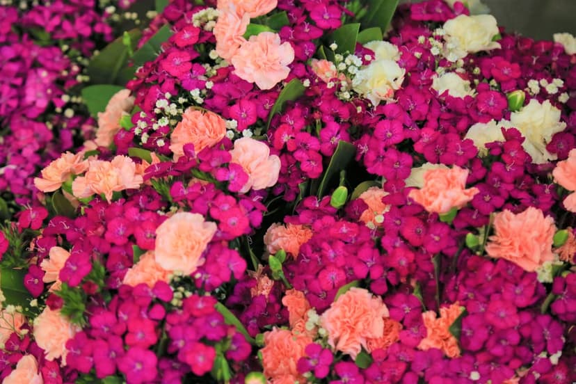 Magenta dianthus flowers and white baby's breath blossoms in a dense, close-up vertical floral arrangement.