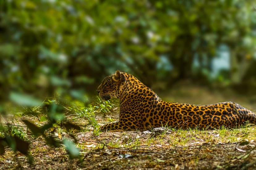 Leopard with spotted rosettes lies among green ferns and tropical leaves under soft rays of dappled sunlight.