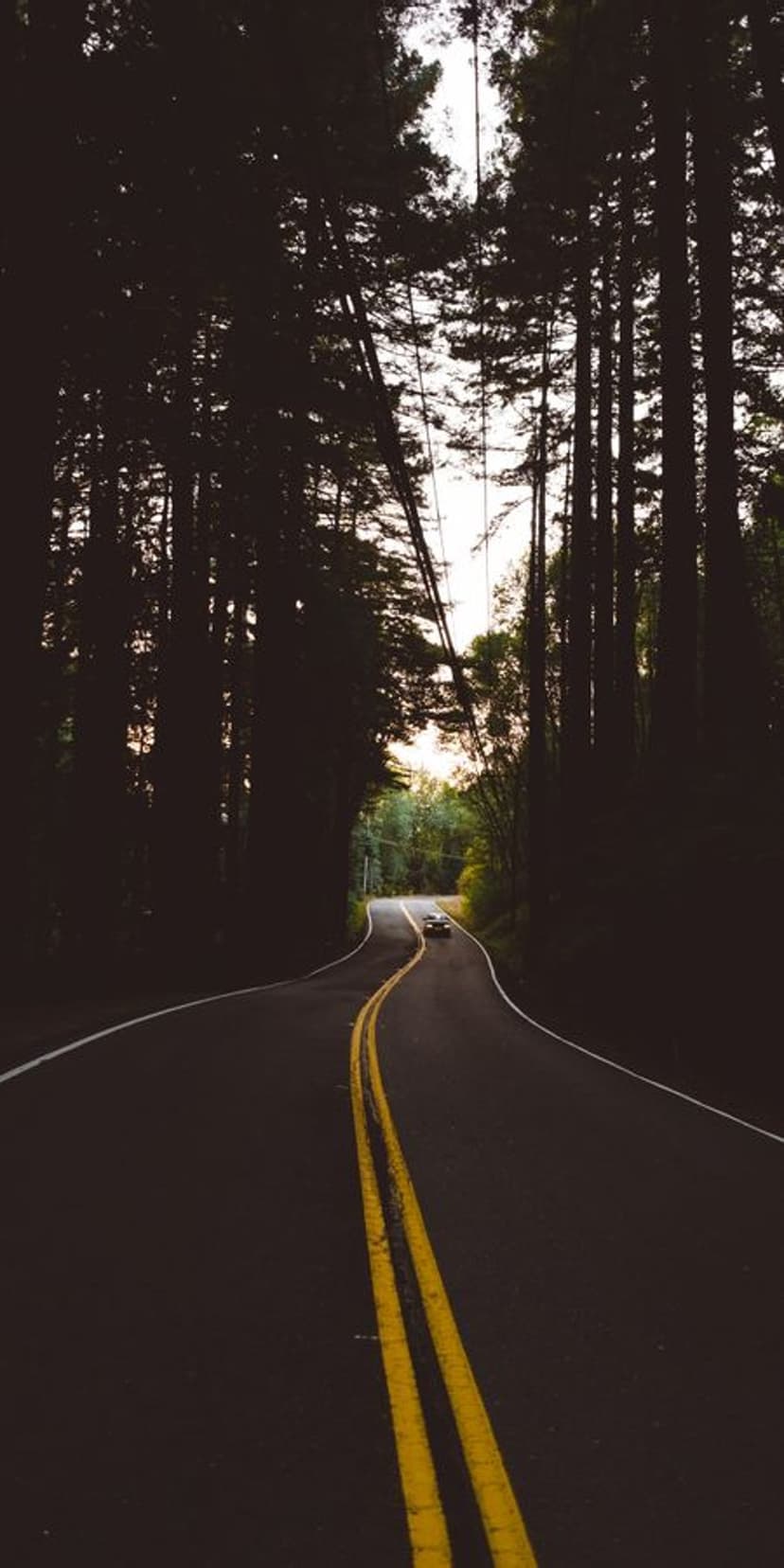 Winding asphalt road with double yellow lines disappears into a dense forest of dark, towering tree silhouettes.