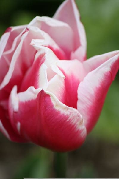 Macro Pink and White Tulip Bloom Mobile Phone Wallpaper