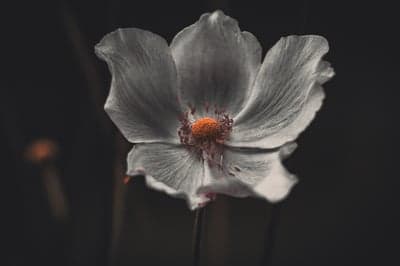 Vibrant Orange Center Monochrome Flower Tablet Wallpaper