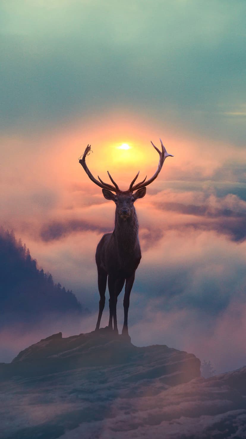 Male deer with large antlers stands on a jagged rocky mountain ledge during a foggy golden hour orange sunrise.