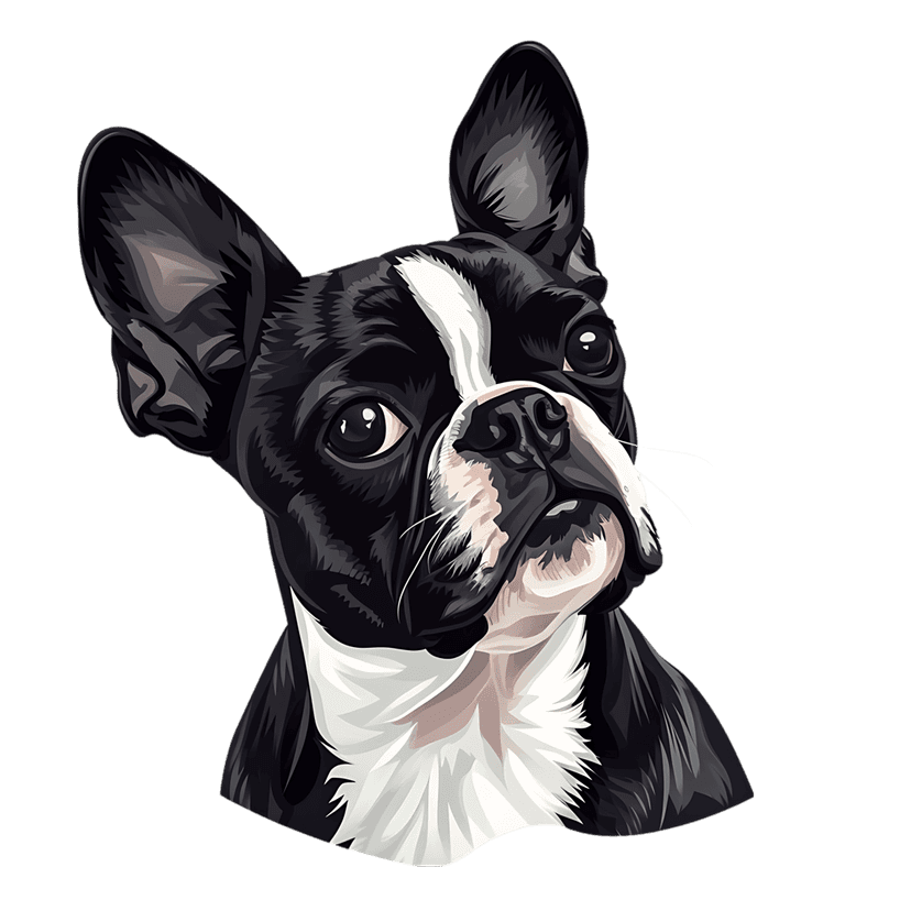 Boston Terrier vector portrait featuring black and white fur, alert ears, and large eyes on a black background.