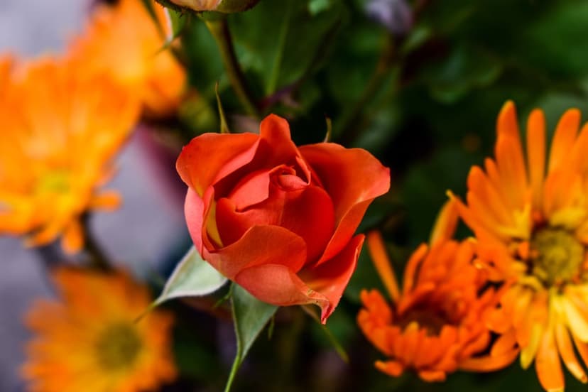 Orange rose with spiraling petals sits beside a cluster of chrysanthemums against a soft blurred backdrop.