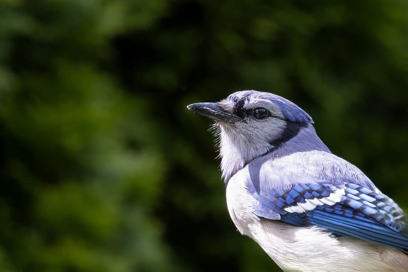 Blue Jay with vibrant blue and white plumage perched against a soft green forest background in sharp detail.
