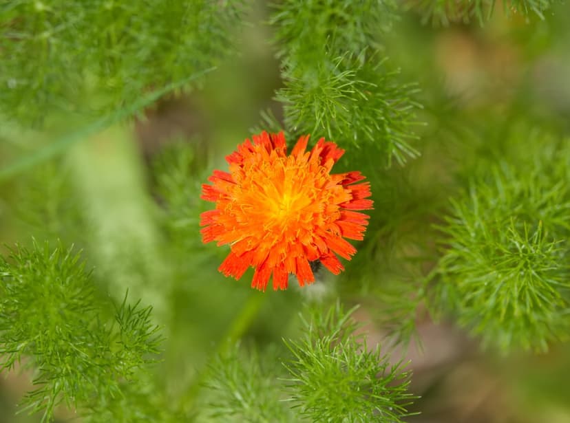 Orange hawkweed flower with star-shaped petals and yellow center surrounded by blurred green feathery foliage.