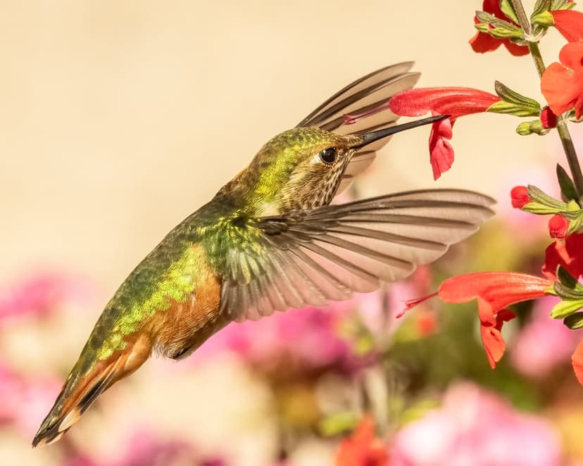 Green hummingbird with blurred wings feeds from red tubular flowers against a soft bokeh garden background.