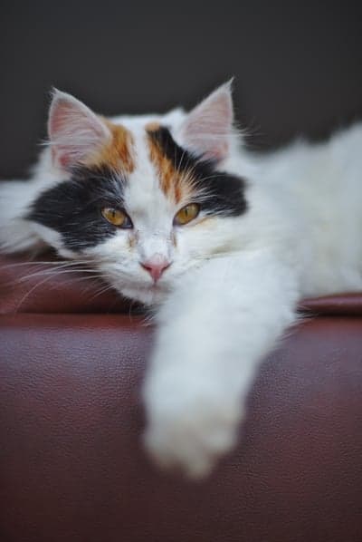 Serene Calico Cat Close-Up Vertical Phone Background