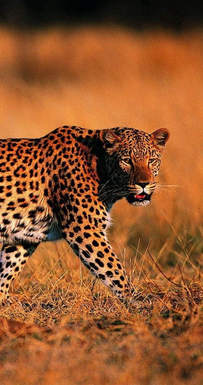 Leopard with spotted fur creeps through tall dry grass illuminated by warm orange light in a vertical wildlife scene.