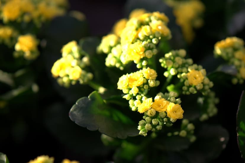 Yellow Kalanchoe flowers with star-shaped petals cluster tightly against a blurred dark green leaf background.