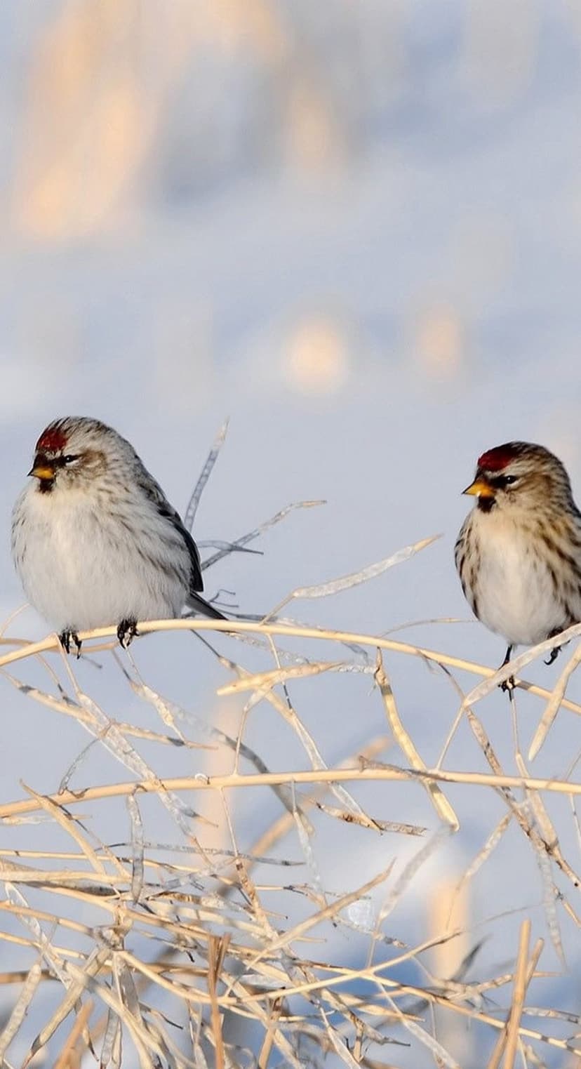 Two Common Redpoll birds with red caps sit on icy twigs against a soft, sunlit snowy background in winter.