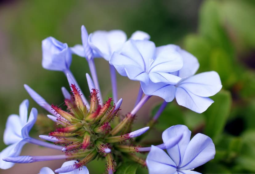 Light blue plumbago flowers with violet veins and red seed pods rest against a blurred green leaf backdrop.