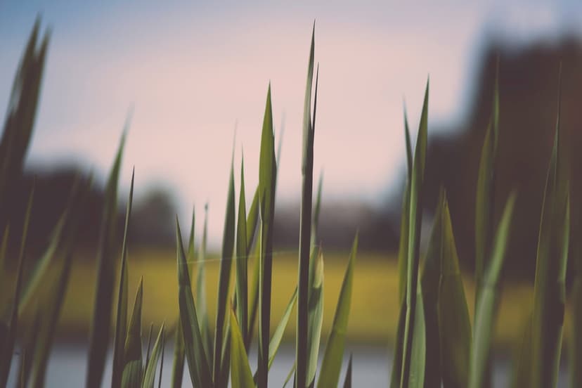 Lush green grass blades shot from a low angle against a soft bokeh background of a distant field and pale sky.