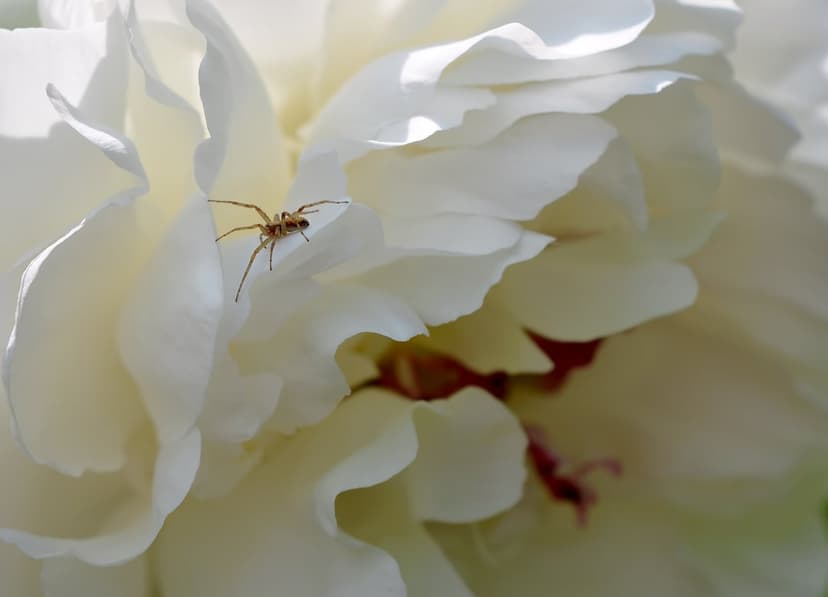 Light brown spider on sunlit white peony flower petals with a blurred green garden background in macro detail.