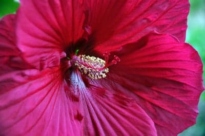 Close-up of a Vibrant Pink Hibiscus Flower Center