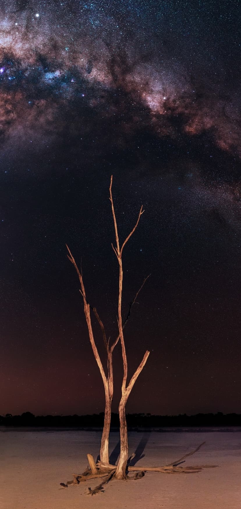Gnarled dead tree on a cracked salt bed under a vibrant star-filled Milky Way galaxy in a night sky.