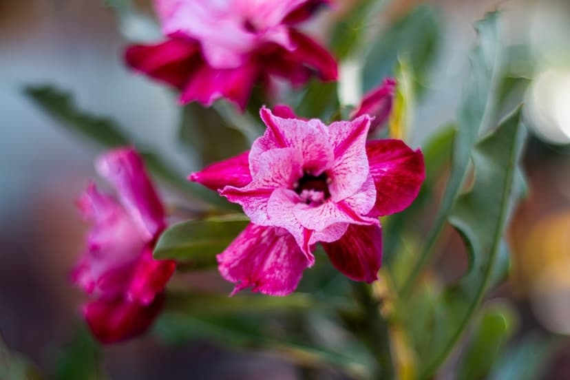 Pink Adenium flower with ruffled petals and green leaves in sharp focus against a blurred garden background.