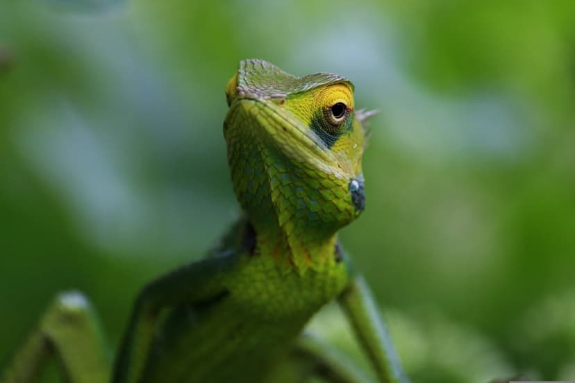 Green crested lizard with a bright yellow eye sits on a branch against a blurred emerald forest background.