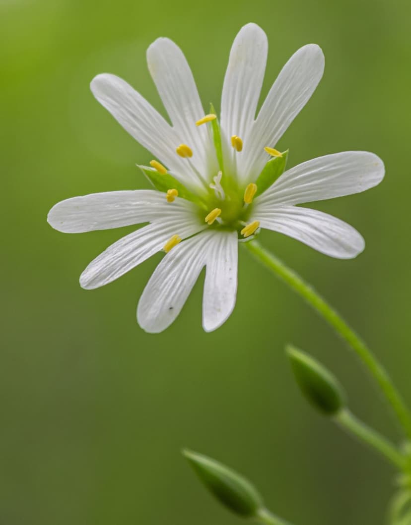 White starflower with yellow stamens and green sepals rests before a soft blurred forest green background.