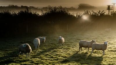 Sheep grazing in misty sunrise field with sunflare