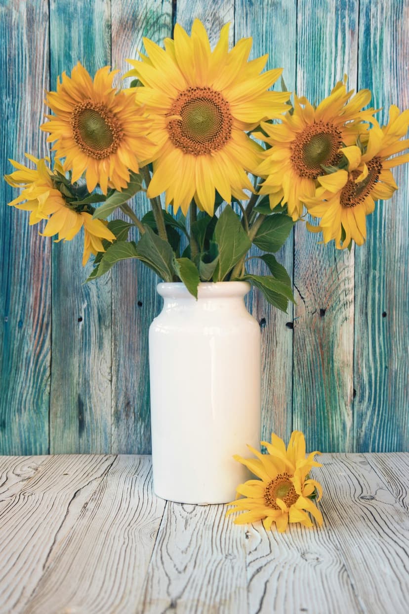 Sunflowers in a white ceramic vase against a background of distressed blue wooden planks in natural light.