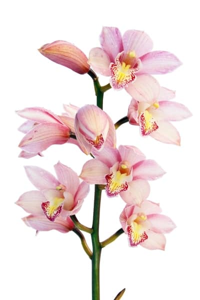 Delicate Pink Orchid Stem with Multiple Blooms