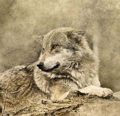 Majestic Grey Wolf Lying on Textured Forest Floor