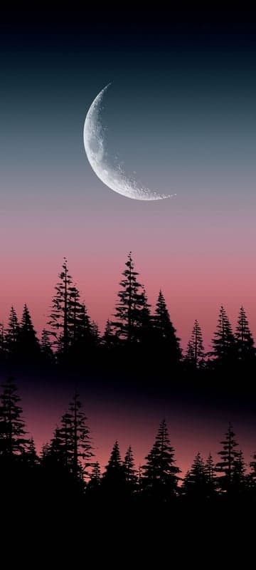 Crescent Moon Over Silhouette of Pine Trees at Dusk