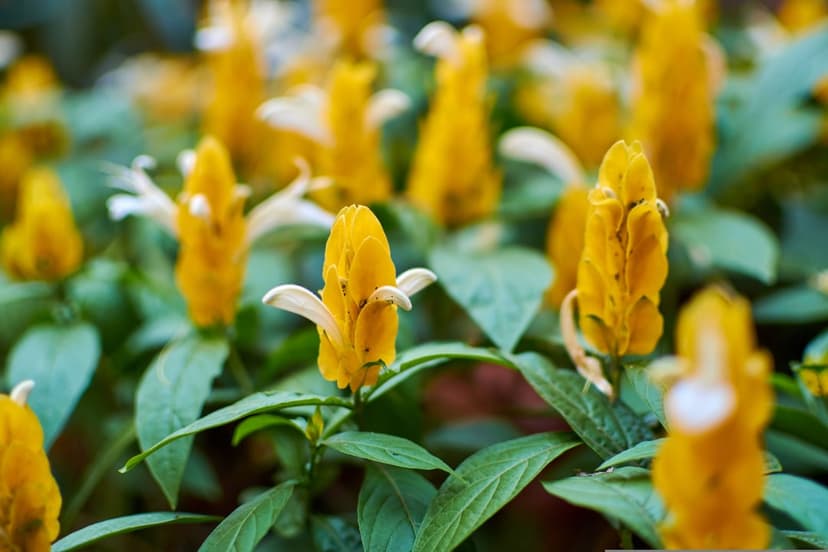 Yellow shrimp plant bracts grow vertically surrounded by dark green leaves in a bright tropical garden setting.