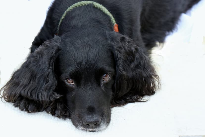 Black Cocker Spaniel dog with wavy ears and a green collar lies on a white surface looking at the camera.