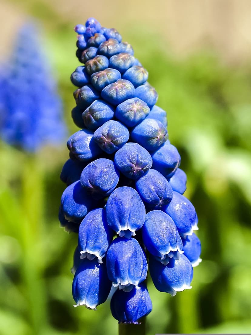 Cobalt blue grape hyacinth blossoms show detailed white edges on a soft-focus green meadow background.