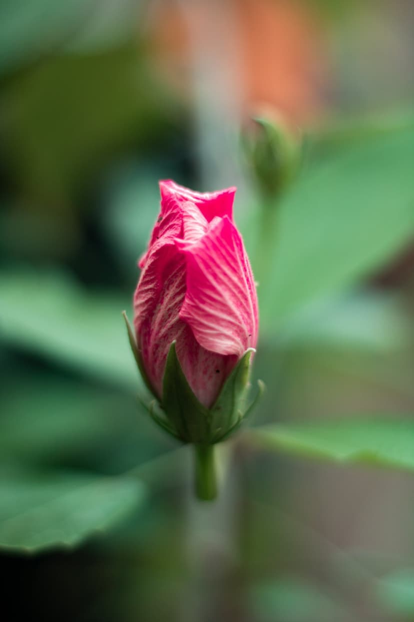 Hibiscus bud shows spiraling pink petals and white veins against a blurred green backdrop in macro detail.