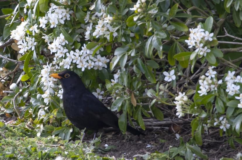 Blackbird with a yellow beak stands on the ground beside dense white spring blossoms in bright natural sunlight.
