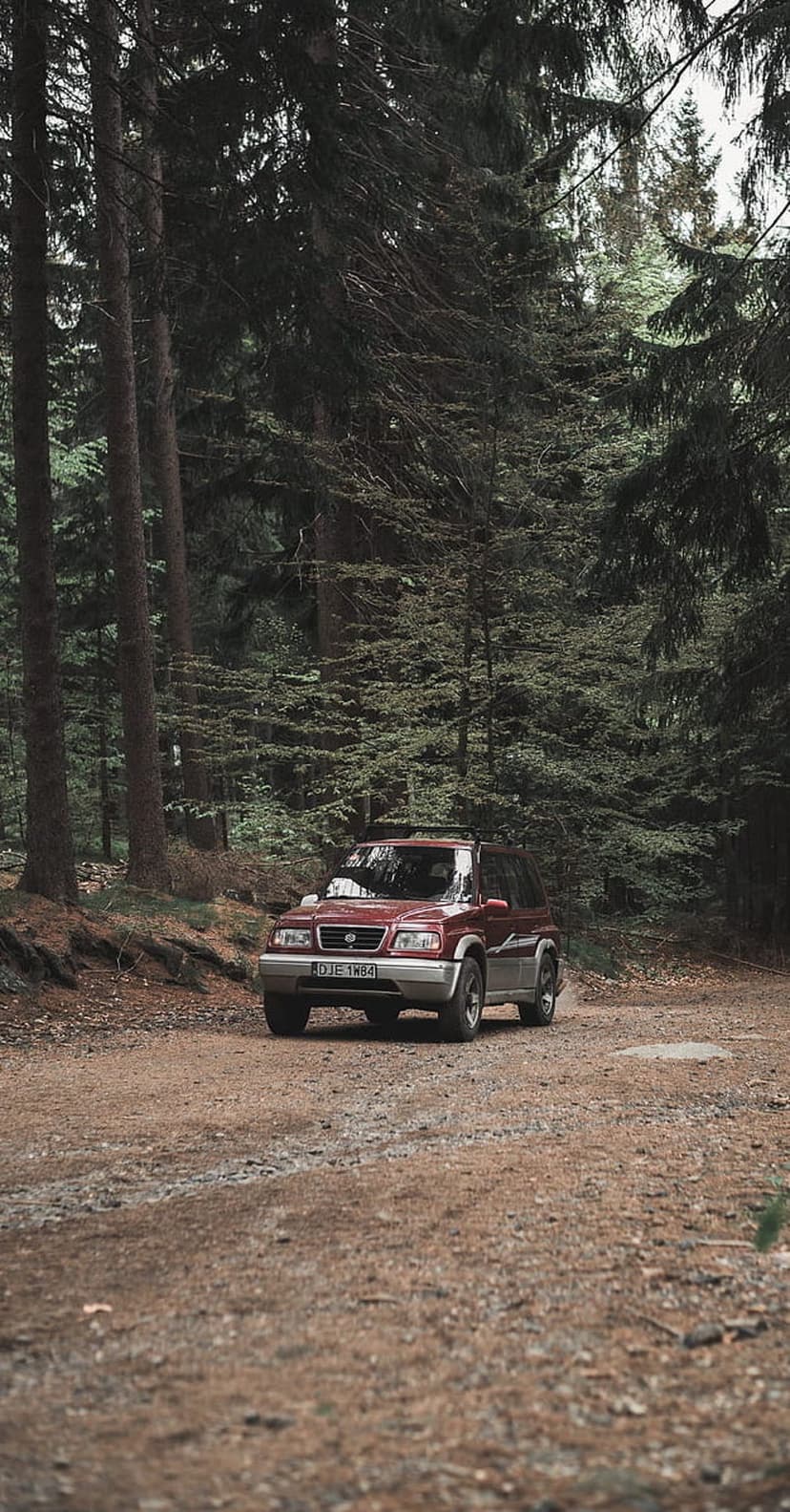 Red SUV driving along a winding dirt path surrounded by tall pine trees and dappled sunlight in a dark forest.