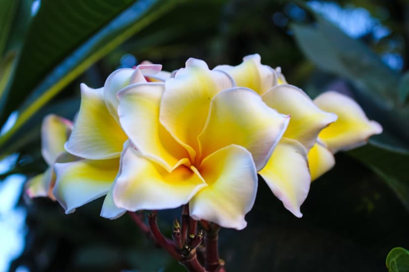 Plumeria blossoms with yellow centers and pink-tipped white petals bloom against a blurred green leafy backdrop.