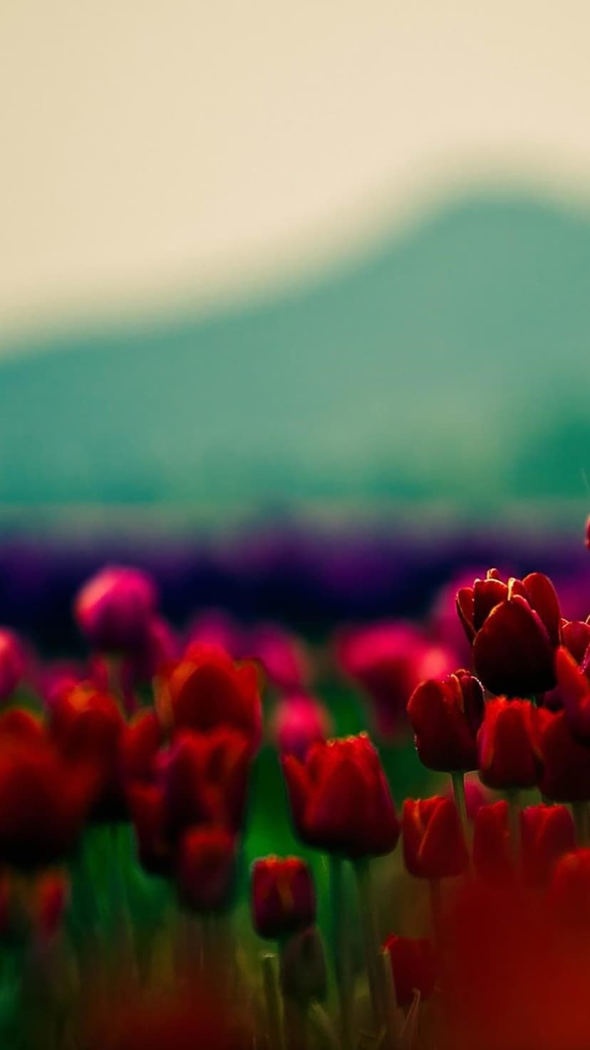 Red tulips in a floral field with shallow focus against blurry blue and purple distant mountain peaks.