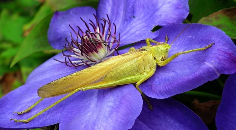 Green grasshopper with thin legs perching on the velvety purple petals of a blooming clematis flower in a garden.