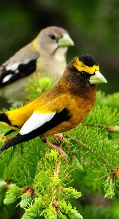 Two Grosbeak birds perched on a pine tree branch