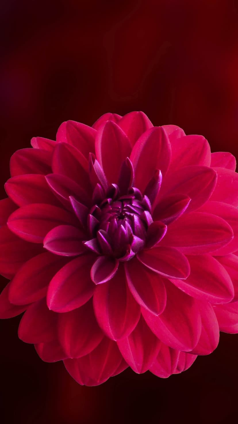 Deep red dahlia flower petals spiraling toward a purple center with soft focus macro photography details.