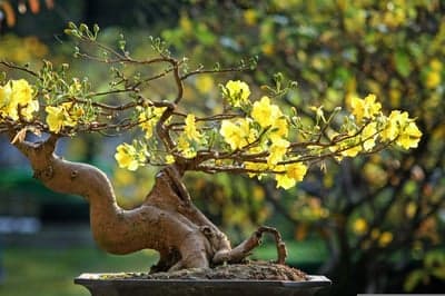 Flowering Bonsai Tree with Yellow Blossoms