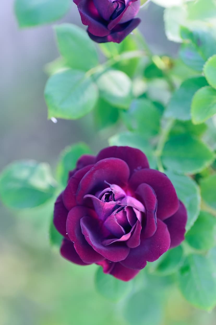 Deep purple rose with velvety petals unfurling against a soft-focus background of blurred green leaves and bokeh.