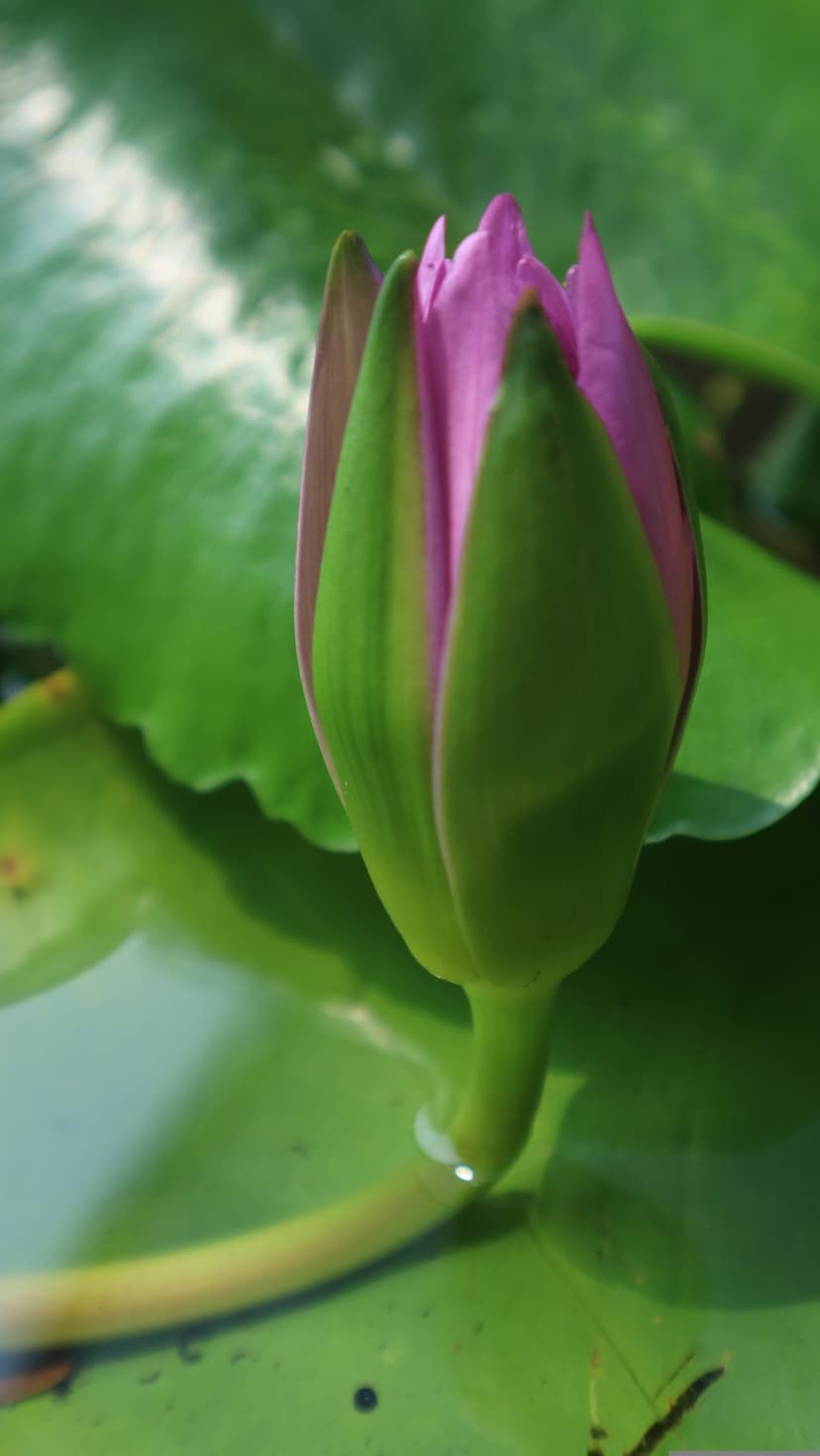 Pink water lily bud with tightly folded petals floats above large green lily pads in a calm freshwater pond.